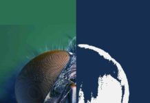 El festival TerrorMolins 2016 marca su calendario