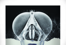 El FESTIVAL DE CINE DE TERROR DE MOLINS DE REI presenta el cartel de su 35ª edición