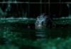 «LA FORMA DEL AGUA»: El actor dentro de la criatura