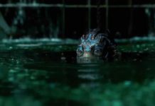 «LA FORMA DEL AGUA»: El actor dentro de la criatura