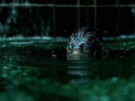 «LA FORMA DEL AGUA»: El actor dentro de la criatura