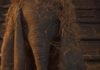 Primeras imágenes de “DUMBO” de Tim Burton 'Dumbo' de Tim Burton.