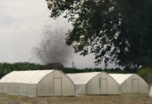 LA NUBE y sus saltamontes mutantes, Premio Especial del Jurado en Sitges, llega a los cines La nube, de Just Philippot.