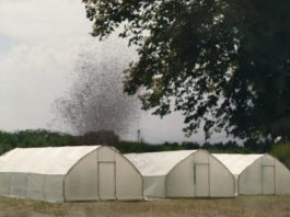 LA NUBE y sus saltamontes mutantes, Premio Especial del Jurado en Sitges, llega a los cines La nube, de Just Philippot.