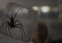 VERMIN: LA PLAGA abrirá la SEMANA DE CINE FANTÁSTICO Y DE TERROR DE SAN SEBASTIÁN Vermin: La plaga (Vermines, 2023), dirigida por Sébastien Vaniček,.