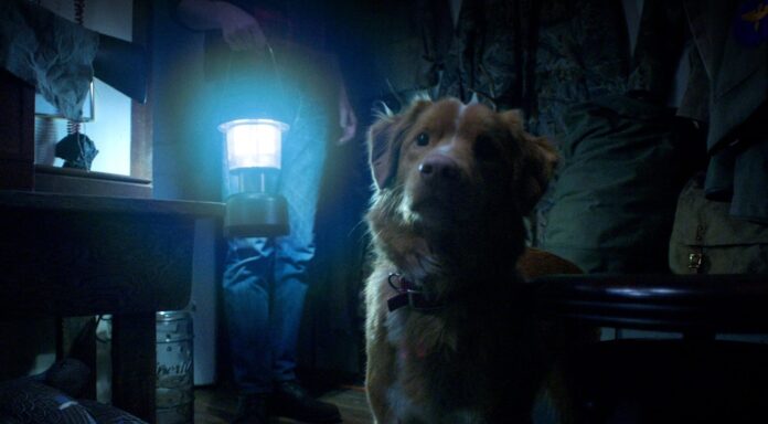 El perro Indy de la película Good Boy se ha convertido en la nueva estrella del cine de terror.