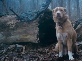 SITGES 2025 | GOOD BOY. Fidelidad hasta la muerte Good Boy, de Ben Leonberg.