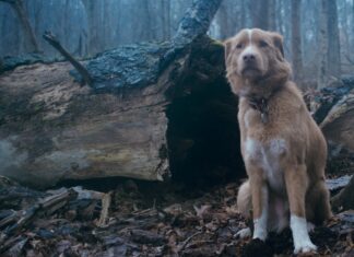 Good Boy, de Ben Leonberg.