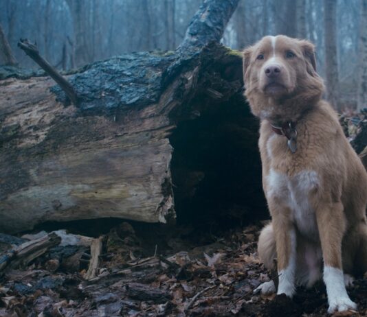 SITGES 2025 | GOOD BOY. Fidelidad hasta la muerte Good Boy, de Ben Leonberg.